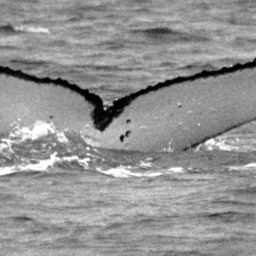Fluke of SPWRC-TGVA9811