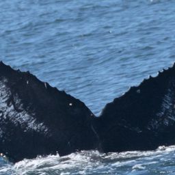 Fluke of CRC-17156