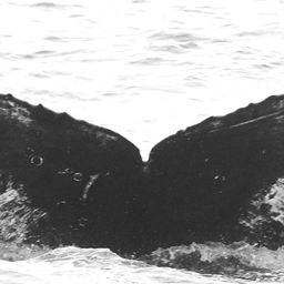 Fluke of CRC-15593