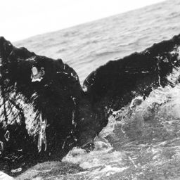 Fluke of CRC-15598