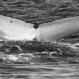 Fluke of SPWRC-TGVA0073