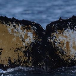 Fluke of HW-MN1303530