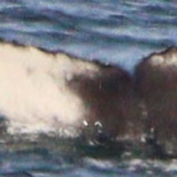 Fluke of HW-MN0800495