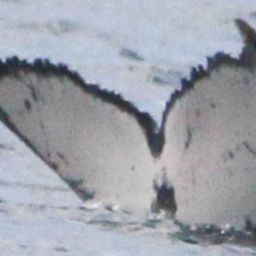 Fluke of HW-MN0800497
