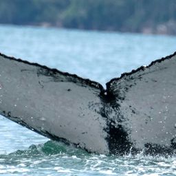 Fluke of HW-MN1303559