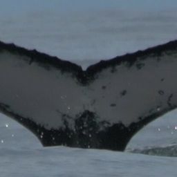 Fluke of HW-MN1303565