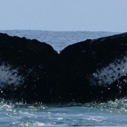 Fluke of HW-MN1303568