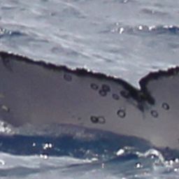 Fluke of HW-MN1303578