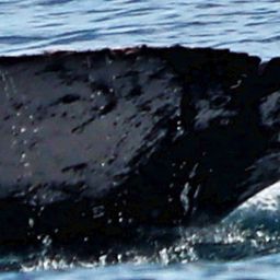 Fluke of HW-MN1303589