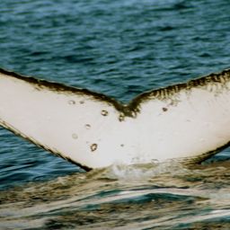 Fluke of SPWRC-TGVA9921