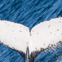 Fluke of HW-MN1102587