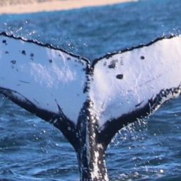 Fluke of HW-MN1102730
