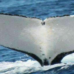Fluke of HW-MN1102800