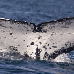Fluke of PWF-SP_8272