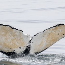 Fluke of Whaleyla