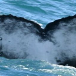 Fluke of HW-MN1102841