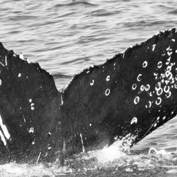 Fluke of CRC-20436