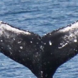 Fluke of HW-MN1102883