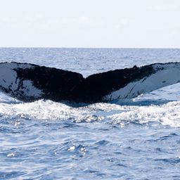 Fluke of NA-3781