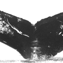 Fluke of CRC-15646