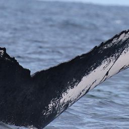 Fluke of NA-9138
