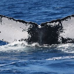 Fluke of Boomerang