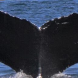 Fluke of Handstand