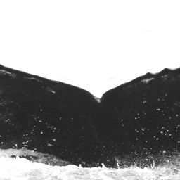 Fluke of CRC-15648