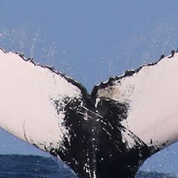 Fluke of NA-3810