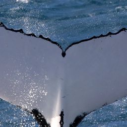 Fluke of HW-MN1102974