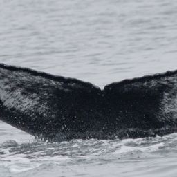 Fluke of CRC-19808