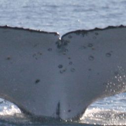 Fluke of BA03029