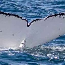 Fluke of BA03186