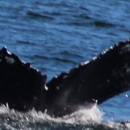 Fluke of Cork