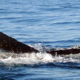 Fluke of HW-MN0800523