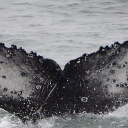 Fluke of CRC-17145