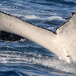 Fluke of HW-MN1102989
