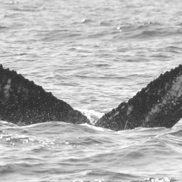 Fluke of BCY0637
