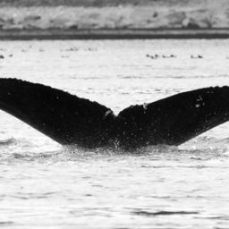 Fluke of BCX1157