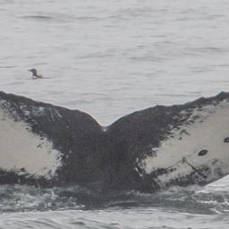 Fluke of CRC-10502
