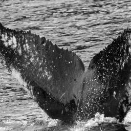 Fluke of BCY0702