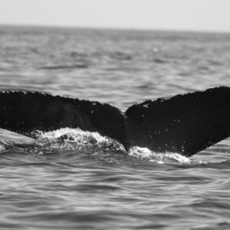 Fluke of BCX0687