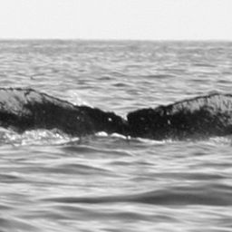 Fluke of BCY0669