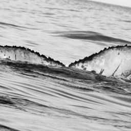 Fluke of BCZ0316