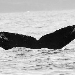 Fluke of BCX0421