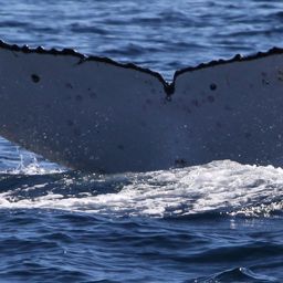 Fluke of HW-MN1103504