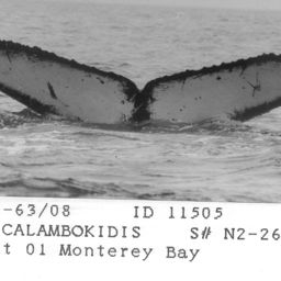 Fluke of CRC-11505