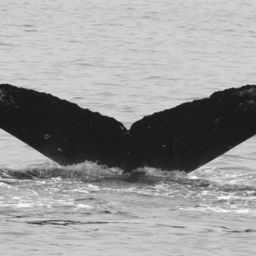 Fluke of BCY0062