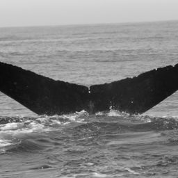 Fluke of BCX1294