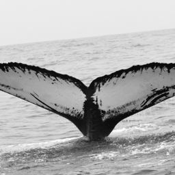 Fluke of BCZ0044